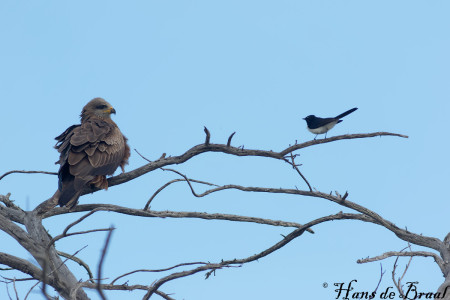 zwarte wouw met tuinwaaierstaart